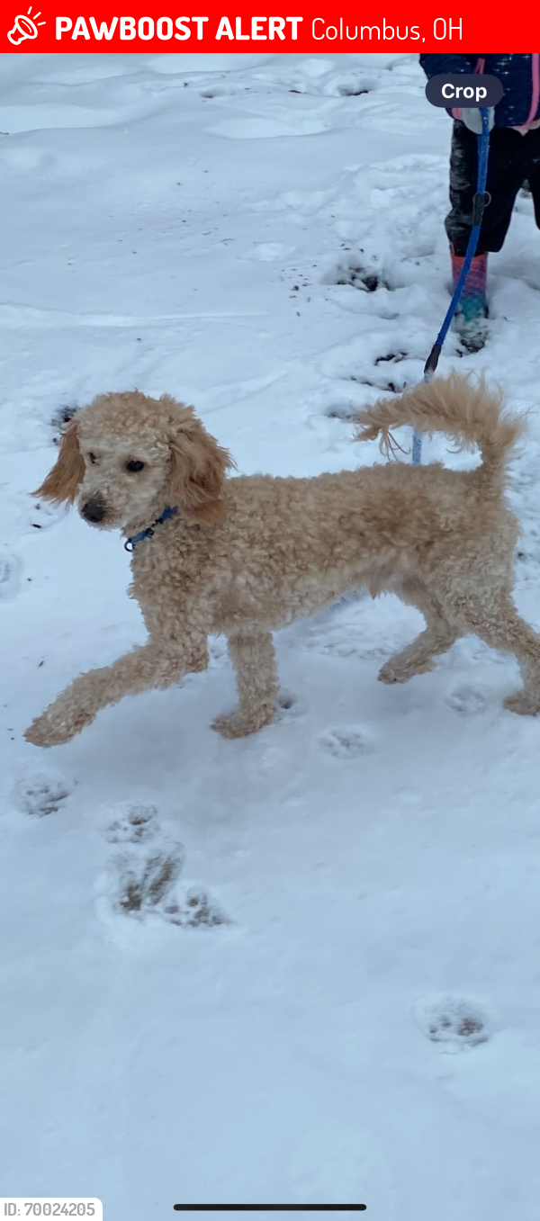 Lost Male Dog last seen Cleveland ave & 11th ave , Columbus, OH 43211