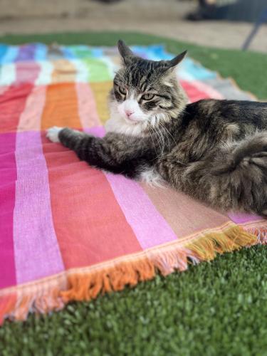 Lost Male Cat last seen Morris and menaul, Albuquerque, NM 87112