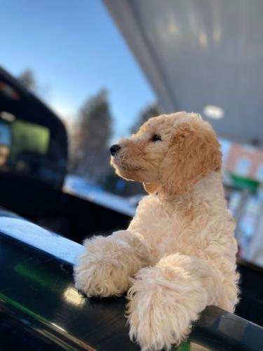 Lost Male Dog last seen He is a double doodle, 4 months old, got lost at this gas station on Saturday February 10 around 3 PM: Sinclair Gas Station, 213 18th St, Greeley, CO 80631, Greeley, CO 80631