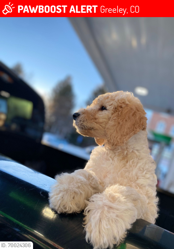 Lost Male Dog last seen He is a double doodle, 4 months old, got lost at this gas station on Saturday February 10 around 3 PM: Sinclair Gas Station, 213 18th St, Greeley, CO 80631, Greeley, CO 80631