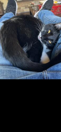 Lost Male Cat last seen Esther Drive and  Rosswood Drive are of intersection , San Jose, CA 95124