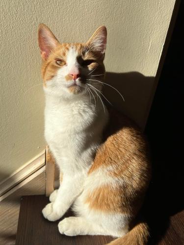 Lost Male Cat last seen Clover Ct and Clover Lane, Plainfield, IL 60586