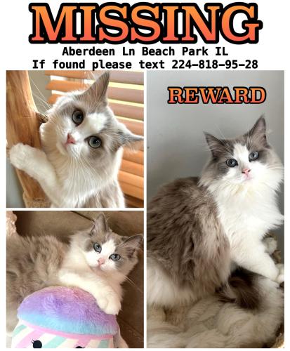 Lost Female Cat last seen Near N Aberdeen Ln Beach Park , Beach Park, IL 60083