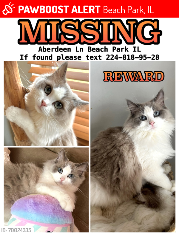 Lost Female Cat last seen Near N Aberdeen Ln Beach Park , Beach Park, IL 60083