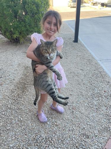 Lost Male Cat last seen 77th Ave/Surrey - North of Sweetwater, Peoria, AZ 85381
