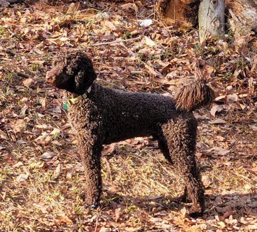 Lost Male Dog last seen Mountjoy and greene love lane, Marshall, VA 20115