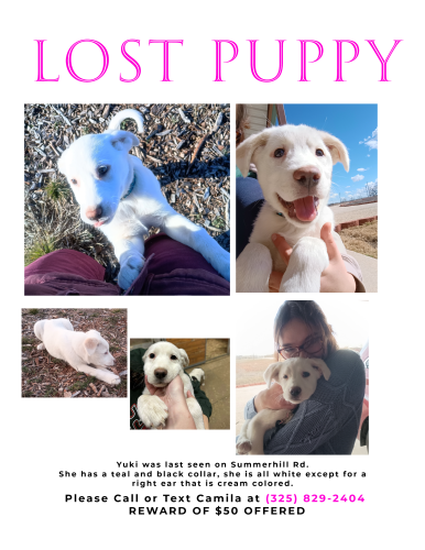 Lost Female Dog last seen Hayter Rd. Abilene TX, Abilene, TX 79601