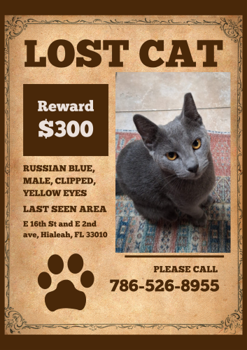 Lost Male Cat last seen E 16th st and E 2nd ave hialeah, 33010, Hialeah, FL 33010