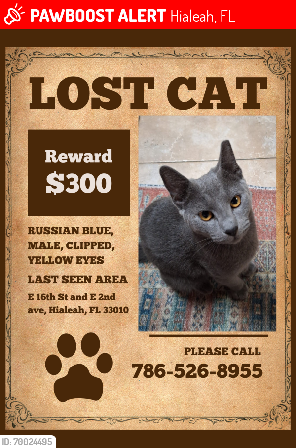 Lost Male Cat last seen E 16th st and E 2nd ave hialeah, 33010, Hialeah, FL 33010