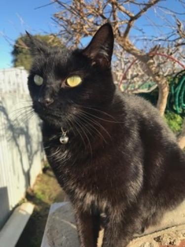 Lost Female Cat last seen English Avenue - Walker Avenue proximity or alternate end of English Avenue - Clovelly Park Primary & Sacred Heart Schools, Clovelly Park, SA 5042