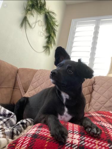 Lost Male Dog last seen Boulder Harbor - Lake Mead NRA, Clark County, NV 89005