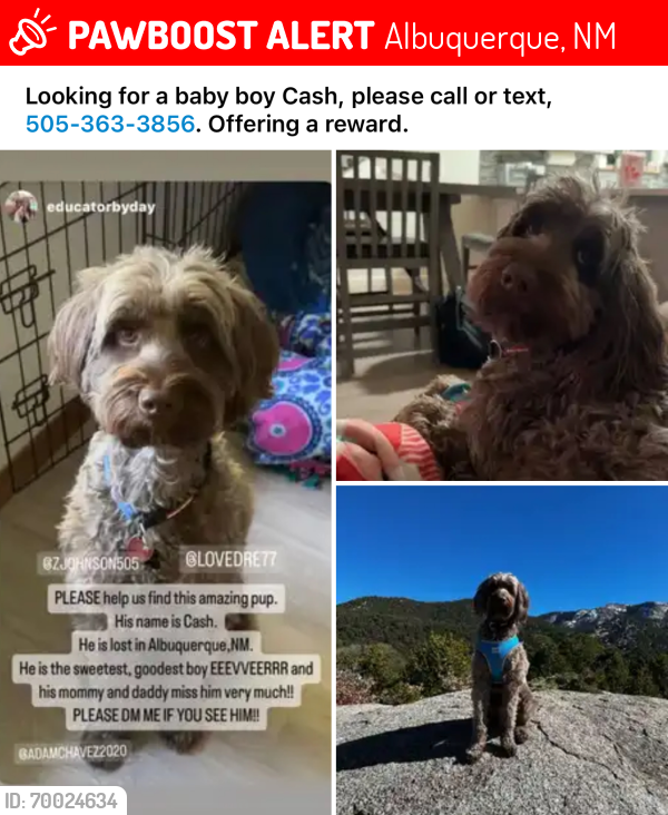 Lost Male Dog last seen Lomas, East of Tramway. , Albuquerque, NM 87123