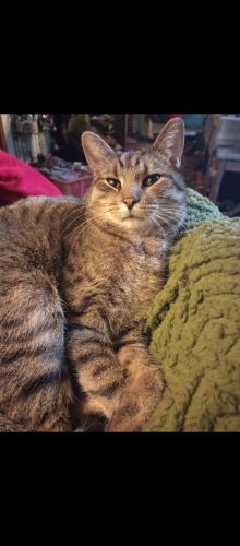 Lost Male Cat last seen Lander Rd Mayfield Ohio , Mayfield Heights, OH 44143
