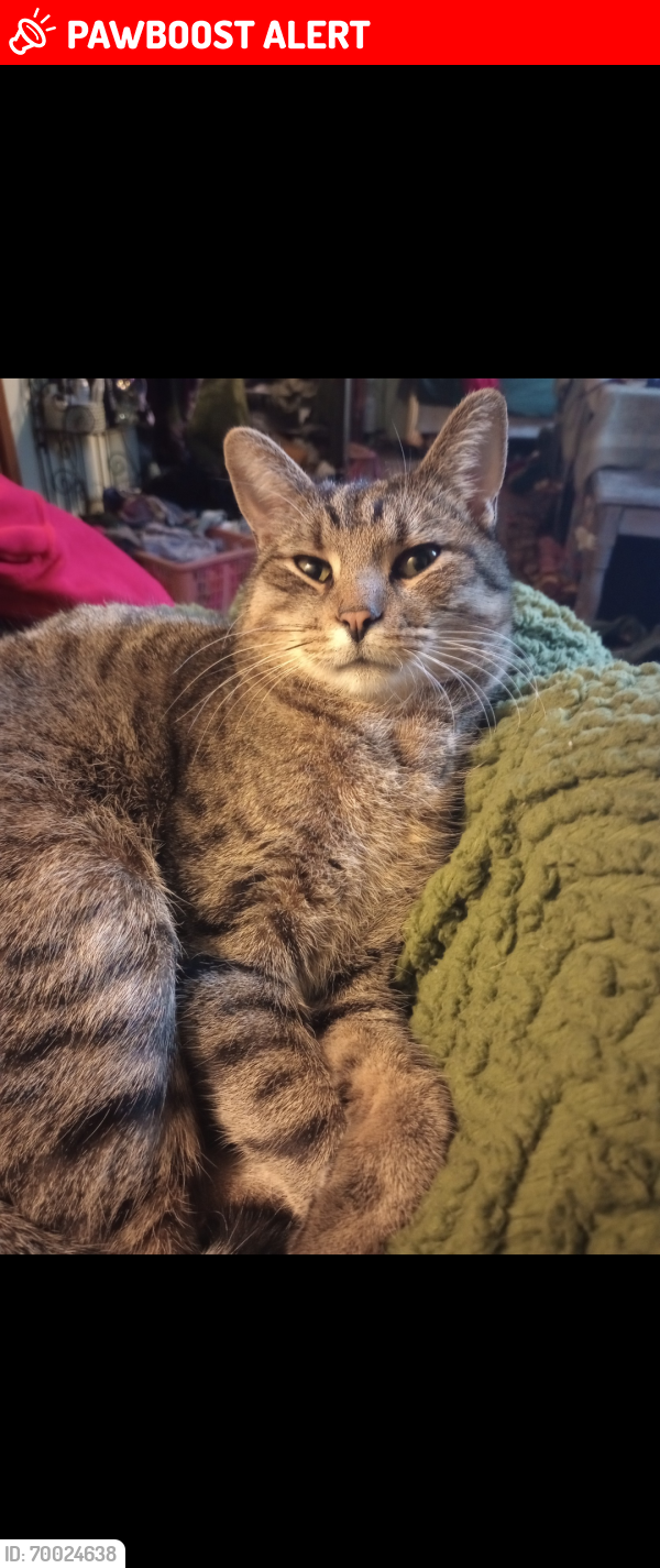 Lost Male Cat last seen Lander Rd Mayfield Ohio , Mayfield Heights, OH 44143