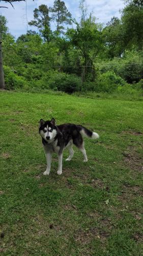 Lost Male Dog last seen Fuller Springs Drive , Lufkin, TX 75901
