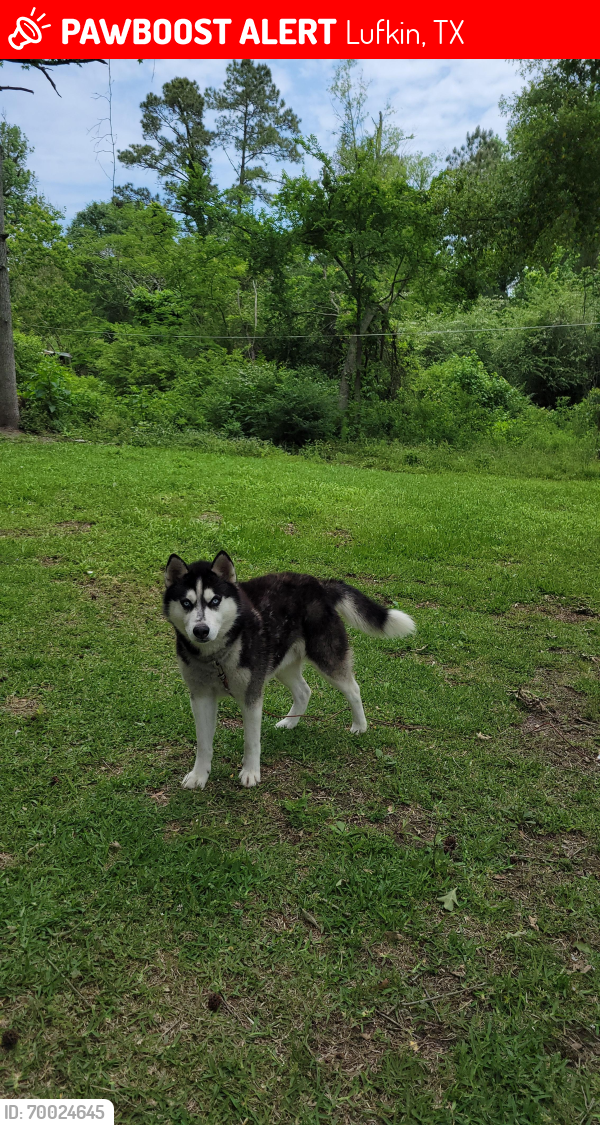 Lost Male Dog last seen Fuller Springs Drive , Lufkin, TX 75901