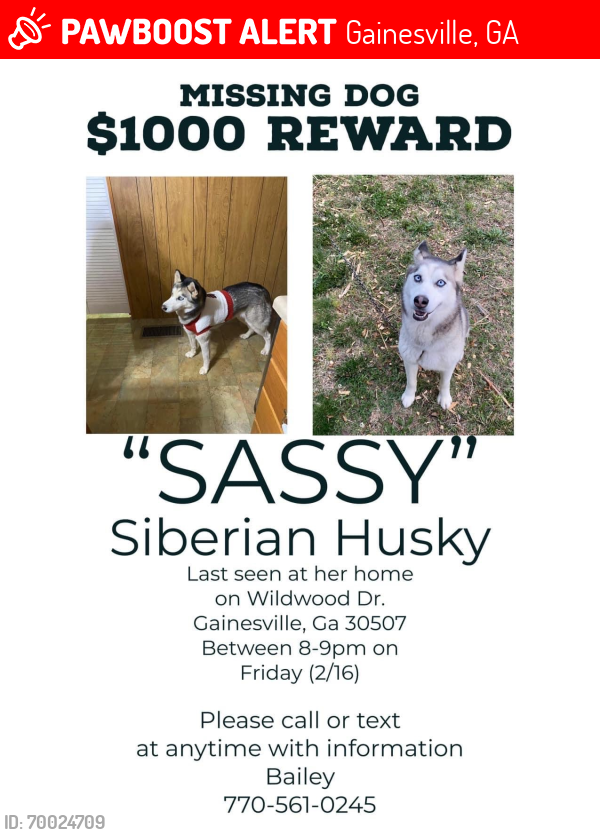 Lost Female Dog last seen Wildwood drive, Gainesville, GA 30507