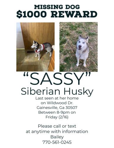 Lost Female Dog last seen Wildwood drive, Gainesville, GA 30507