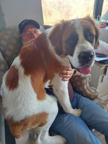 Lost Male Dog last seen Co rd 12 and cedar lake trail , Shieldsville Township, MN 55052