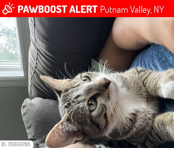 Lost Male Cat last seen Canopus hollow road , Putnam Valley, NY 10579