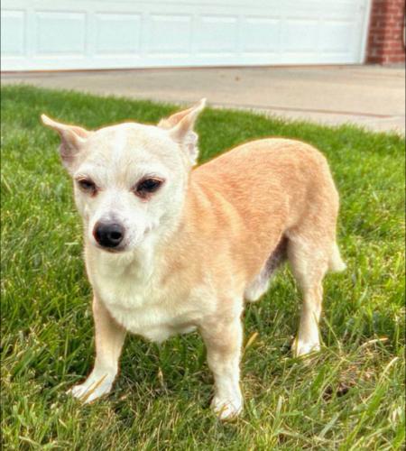 Lost Male Dog last seen N 103rd and Blondo , Omaha, NE 68134