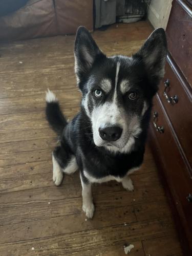 Lost Male Dog last seen front st hamilton ohio, Hamilton, OH 45011