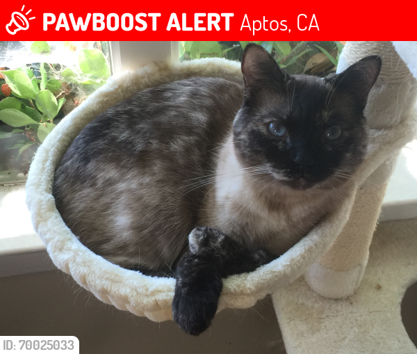 Lost Female Cat last seen Near Sheraton Pl Aptos, CA, Aptos, CA 95003