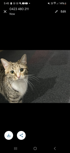 Lost Female Cat last seen Dunreath drive perth airport West McDonald's , Perth Airport, WA 6105