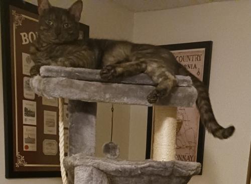 Lost Male Cat last seen Ford & Edison , Fort Myers, FL 33916