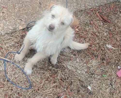 Lost Male Dog last seen Off South Main Street Jasper, GA., Jasper, GA 30143