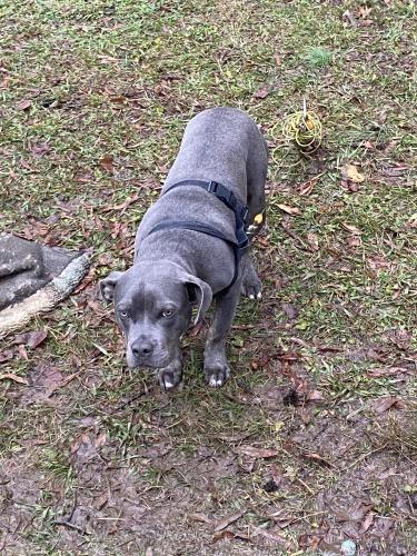 Lost Male Dog last seen Munster Ave and Kilkenny Ave , Greensboro, NC 27406