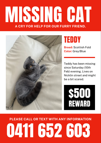 Lost Male Cat last seen Nicklin street Coorparoo , Coorparoo, QLD 4151