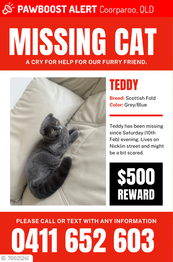 Lost Male Cat last seen Nicklin street Coorparoo , Coorparoo, QLD 4151