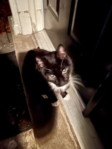 Found/Stray Unknown Cat last seen Dranesville Road , Herndon, VA 20170