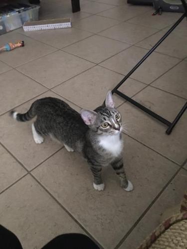 Lost Female Cat last seen Near West Orange Ave 32310, Tallahassee, FL 32310