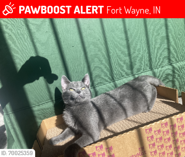 Lost Female Cat last seen Lakeside dr, Fort Wayne, IN 46816