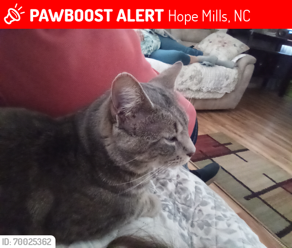 Lost Male Cat last seen Near Horner Dr., Hope Mills, NC 28304