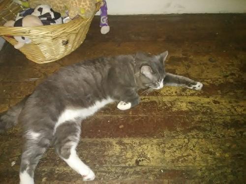 Lost Female Cat last seen corad and 5th street, Charleroi, PA 15022