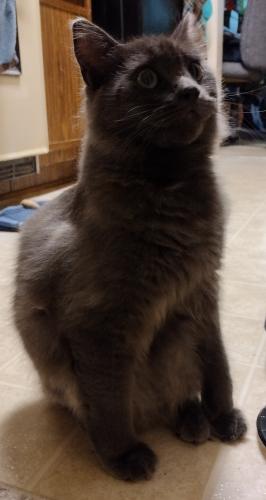 Lost Male Cat last seen Seven Pines Subdivision in Roswell, Georgia, Roswell, GA 30022
