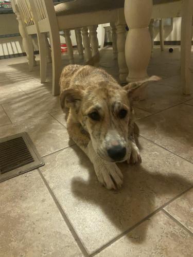 Lost Male Dog last seen Solano , Las Cruces, NM 88001