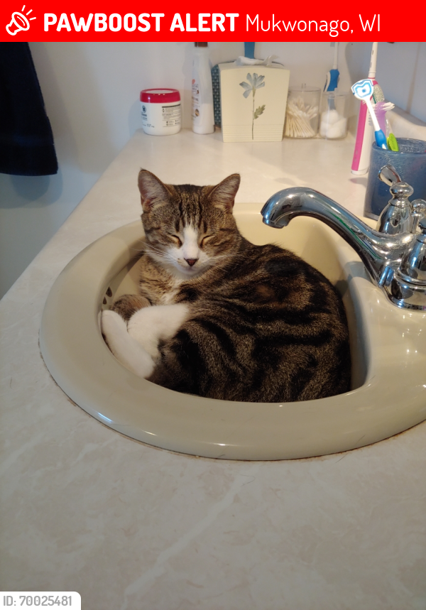 Lost Male Cat last seen Hwy NN and hwy E, Mukwonago, WI 53149