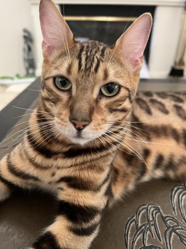 Lost Male Cat last seen Mayerling and Wood Ranch, Los Angeles, CA 91344