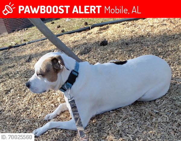 Lost Female Dog last seen Cottage Hill and university , Mobile, AL 36693