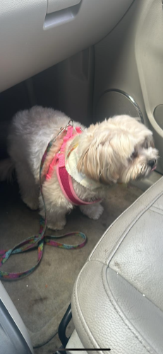 Lost Female Dog last seen Pleasant hill rd & sweetwater rd, Lawrenceville, GA 30044