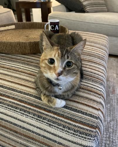 Lost Female Cat last seen Dulles and Plantation Colony, Missouri City, TX 77459