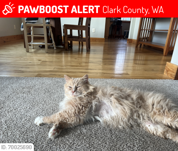 Lost Male Cat last seen Elmer’s Pond, Amboy WA. 98601, Clark County, WA 98601