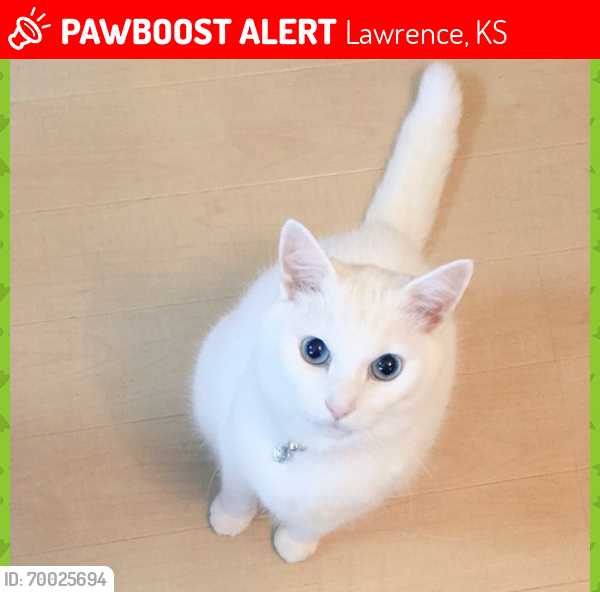 Lost Female Cat last seen Holcomb park, Lawrence, KS 66047