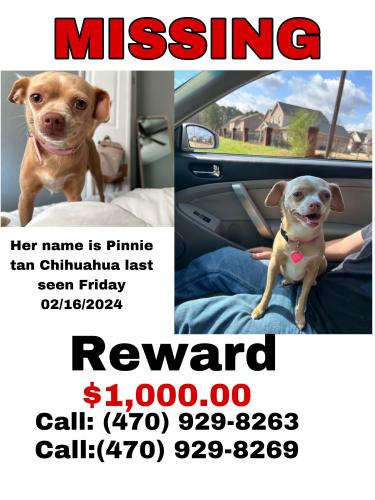 Lost Female Dog last seen Near Jonathan rd , Riverdale, GA 30274