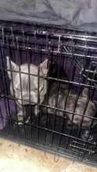Lost Male Dog last seen Craig and walnut, North Las Vegas, NV 89030