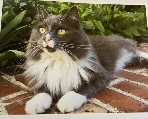 Lost Male Cat last seen Carlisle Rd & St Andrews Rd, Greensboro, NC 27408